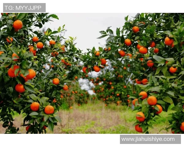 果园采摘之旅：畅享自然馈赠与丰收的快乐体验